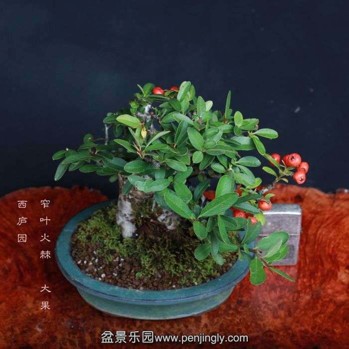 bonsai1510115.jpg