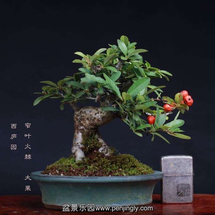 bonsai1510114.jpg