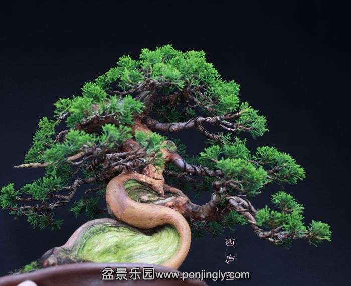 bonsai151005B4.jpg