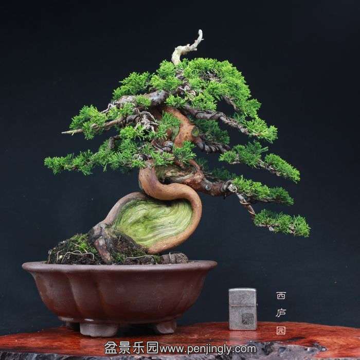 bonsai151005B2.jpg
