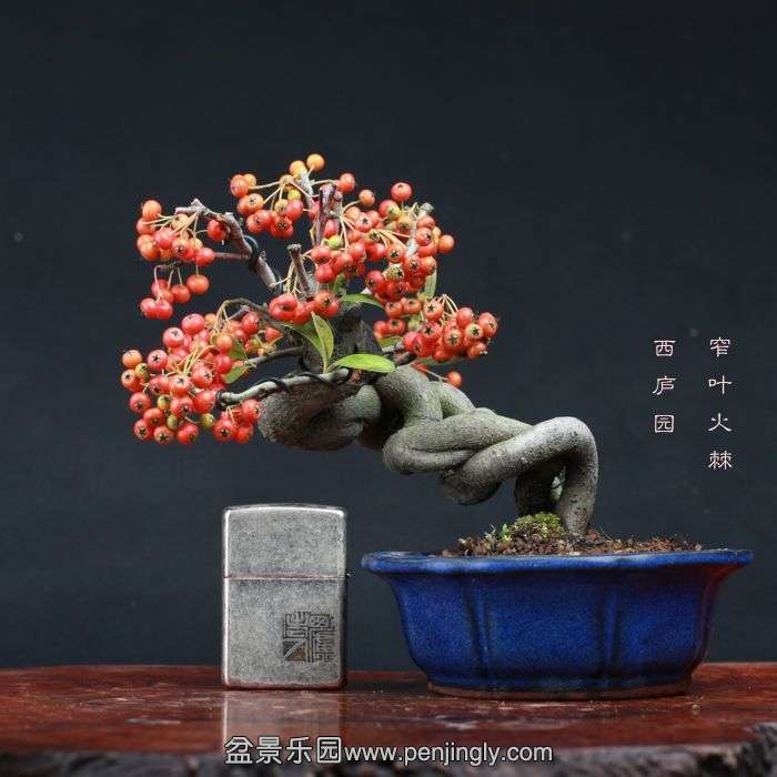 bonsai15100905.jpg