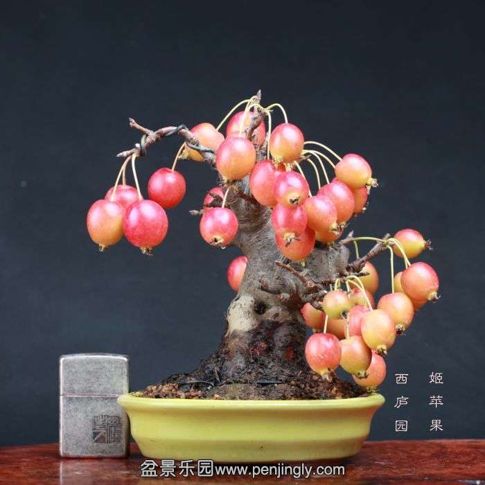 bonsai15100913.jpg