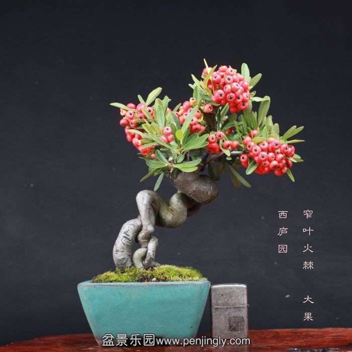 bonsai15100917.jpg