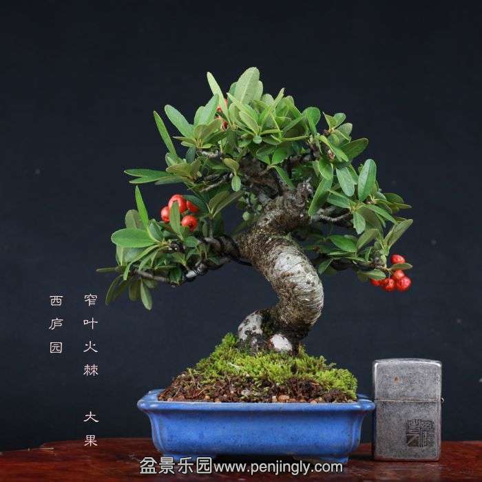 bonsai15100920.jpg