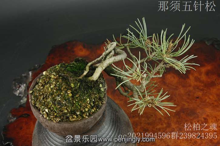 _MG_9448.JPG