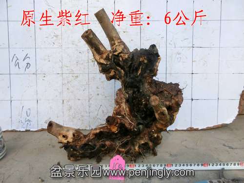 CIMG6595.JPG