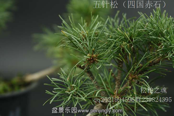 _MG_9497.JPG