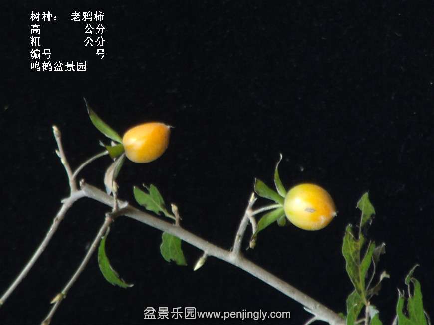 GEDC3938.jpg