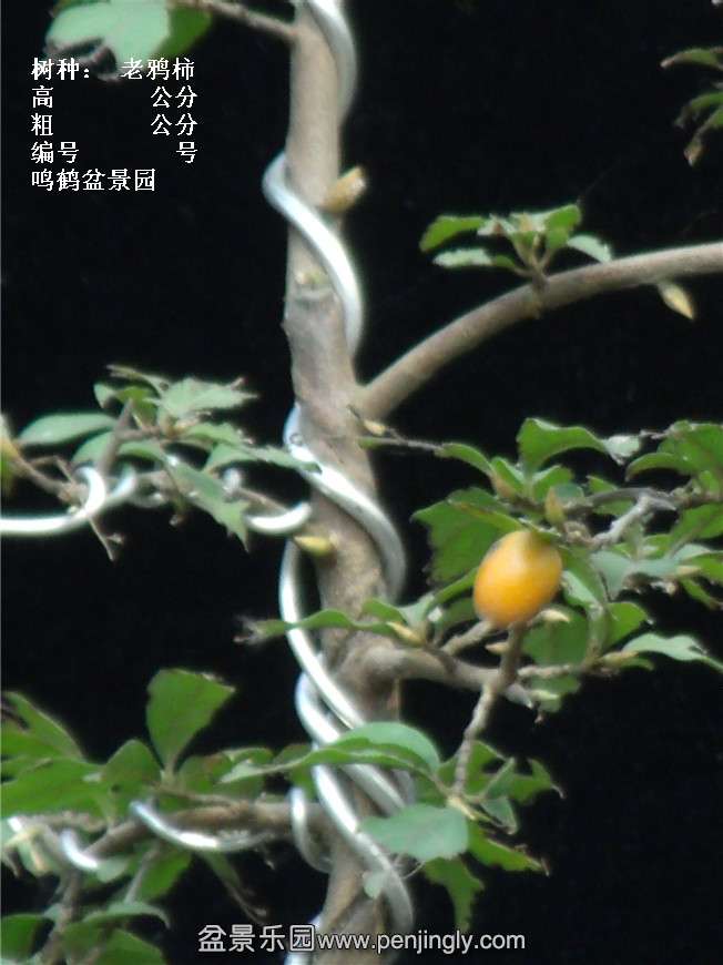 GEDC3953.jpg