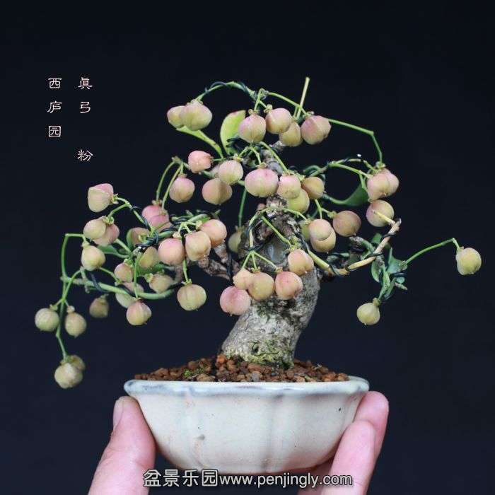 bonsai15101414.jpg
