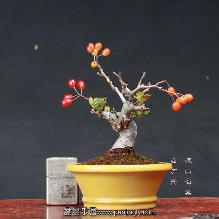 bonsai15101604.jpg