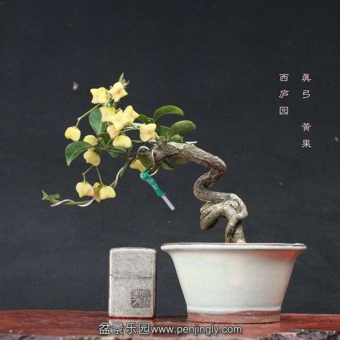 bonsai15101608.jpg