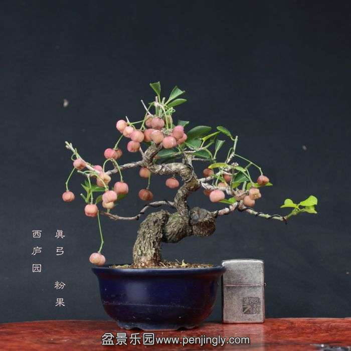bonsai15101617.jpg