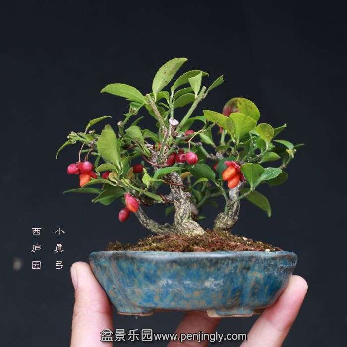 bonsai15101616.jpg