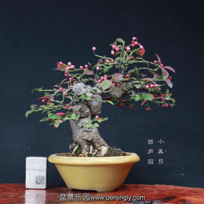 bonsai15101906.jpg