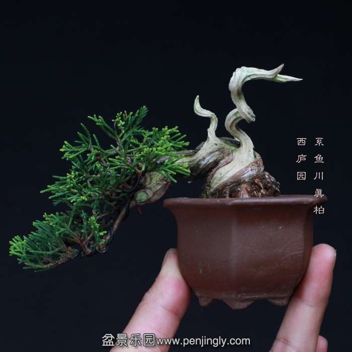 bonsai15101916.jpg