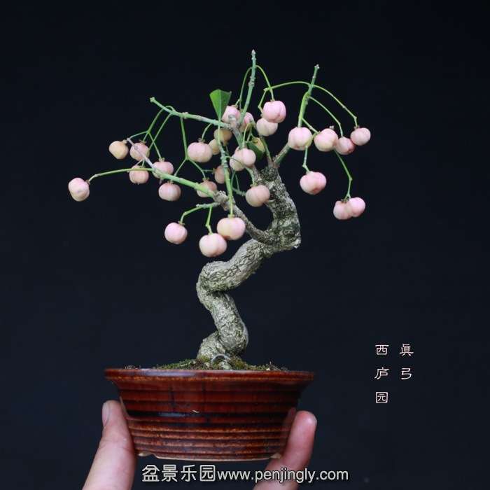 bonsai15101929.jpg