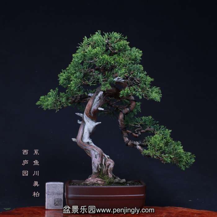 bonsai15101946.jpg