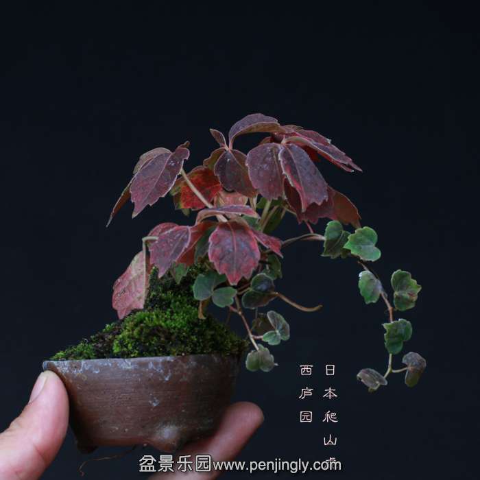 bonsai15102011.jpg