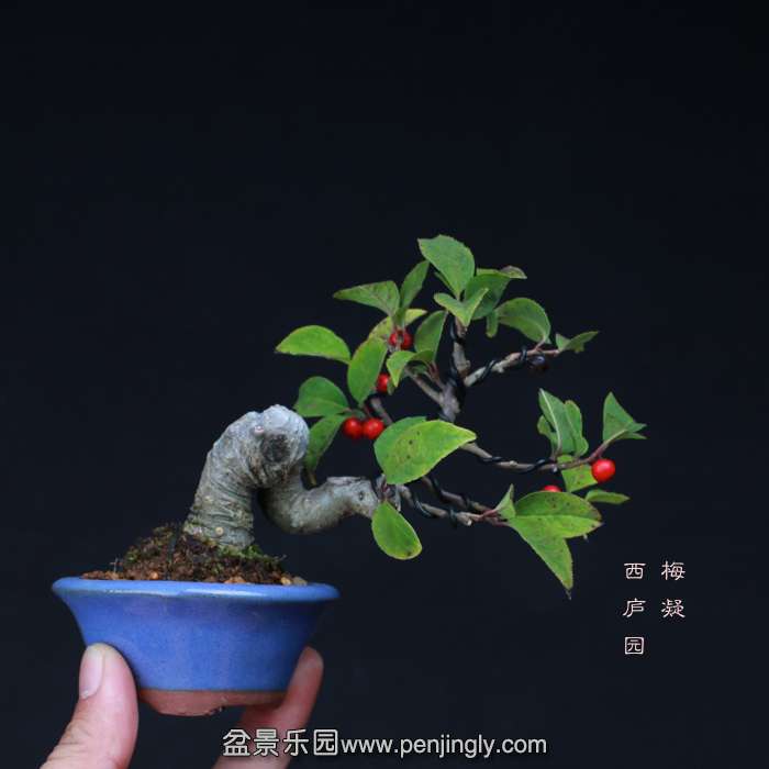 bonsai15102015.jpg