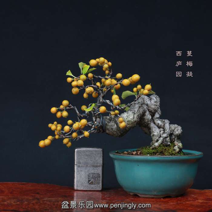 bonsai15102022.jpg