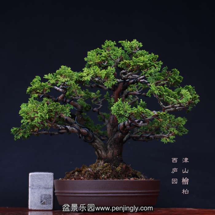 bonsai15102025.jpg