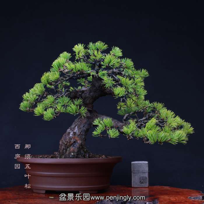 bonsai15102030.jpg