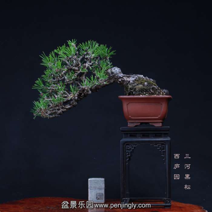 bonsai15102033.jpg