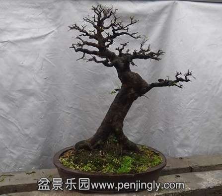 DSC02479_ͼ.JPG