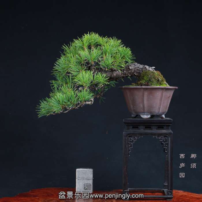 bonsai15102308.jpg