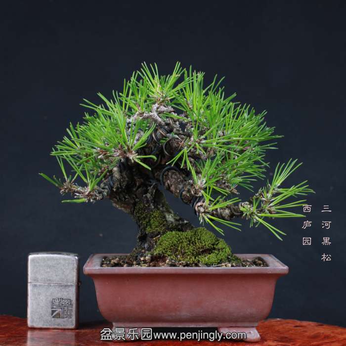 bonsai15102314.jpg