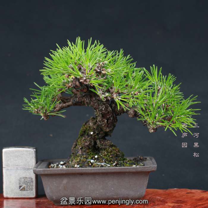 bonsai15102316.jpg