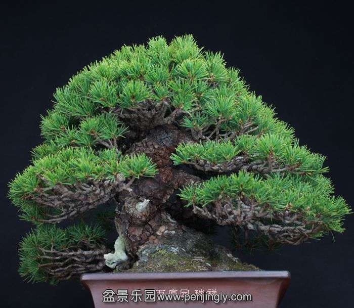 bonsai151023B1.jpg