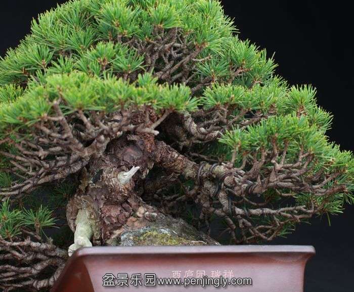 bonsai151023B4.jpg