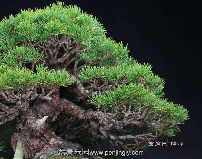 bonsai151023B5.jpg