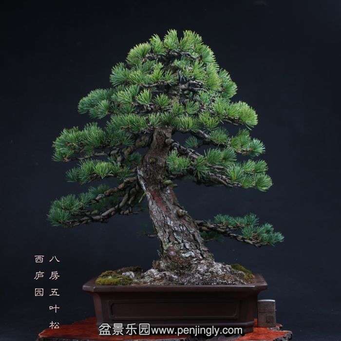 bonsai15110401.jpg