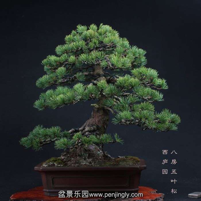 bonsai15110404.jpg