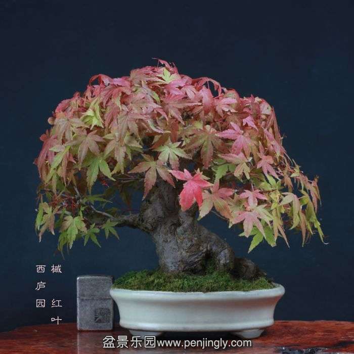 bonsai15110407.jpg