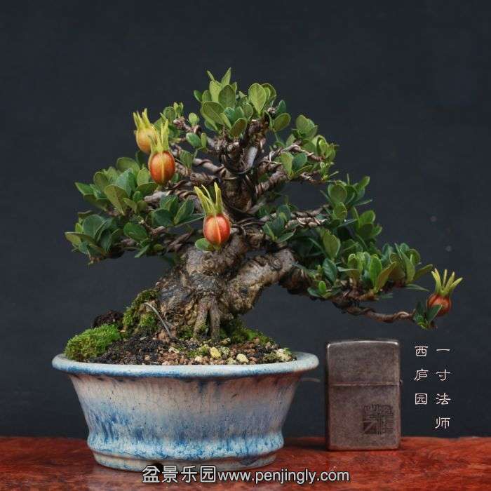 bonsai15110423.jpg