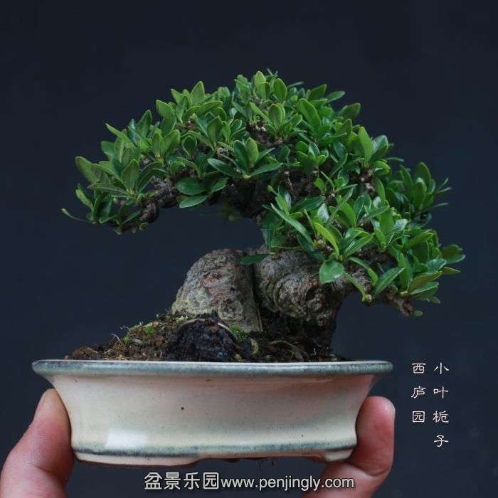 bonsai15110418.jpg