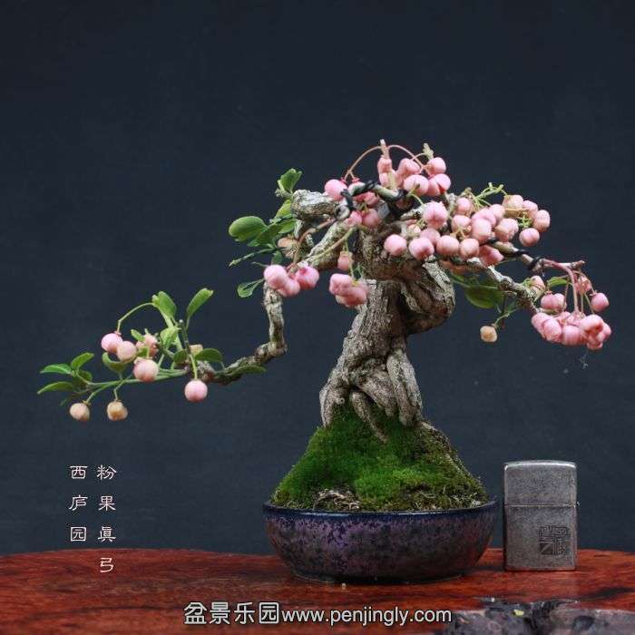 bonsai15110429.jpg