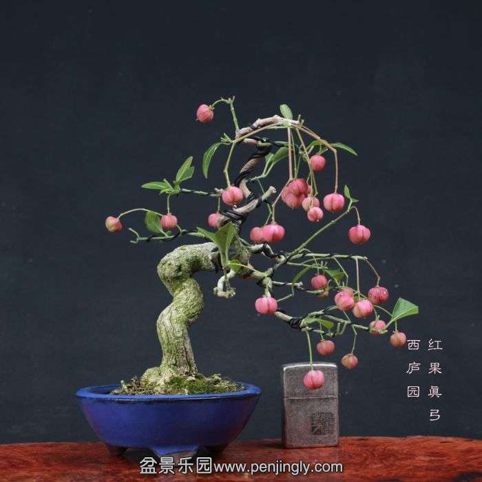 bonsai15110426.jpg
