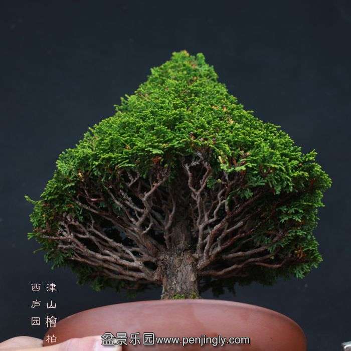 bonsai15110437.jpg