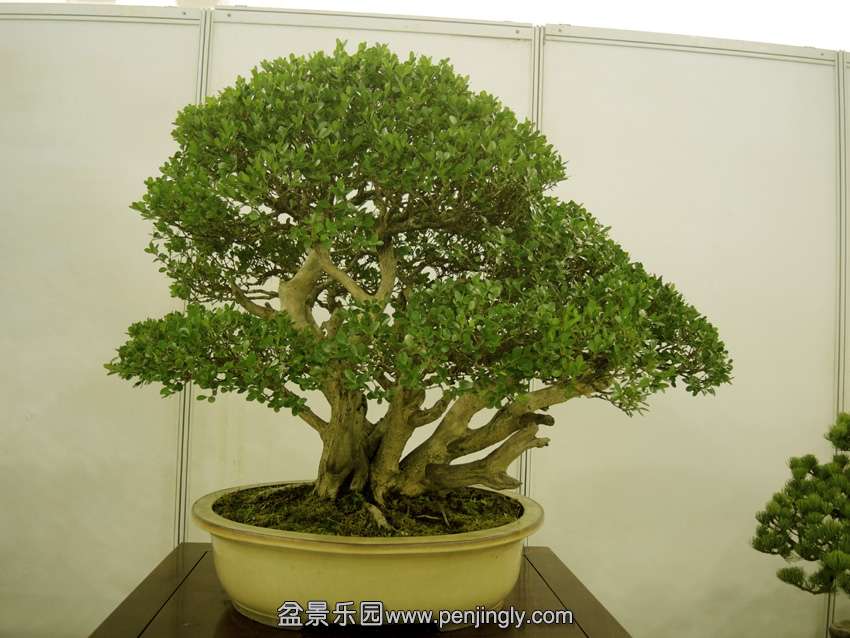 DSCN7490.jpg