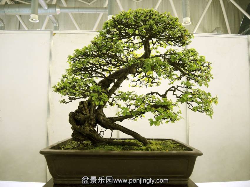 DSCN7469.jpg