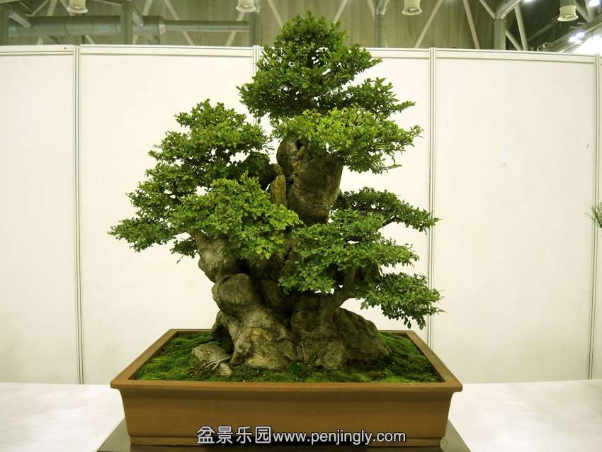 DSCN7515.jpg