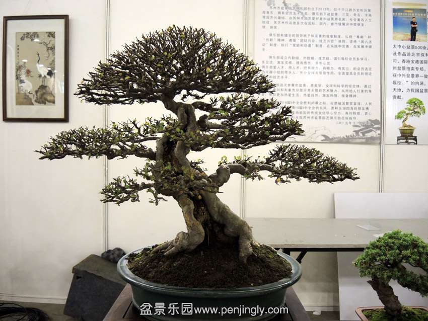 DSCN7644.jpg