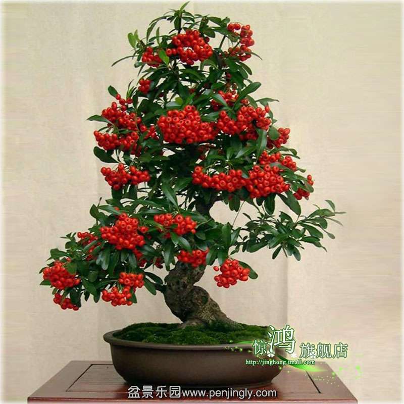 9aed6d8fd5b503b59ecc3d60d525_800_800_c1.jpg