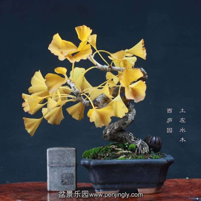bonsai15111418.jpg