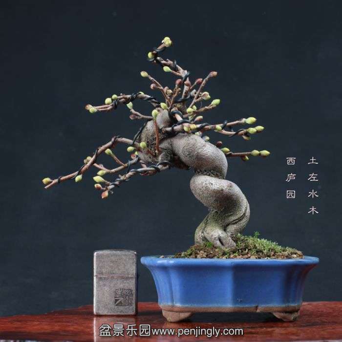 bonsai15111415.jpg